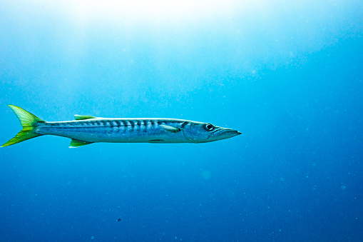 Large tropical fish swimming through the open ocean