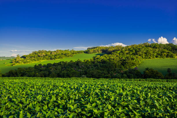 istock soy plantation. agriculture and development 1298857227