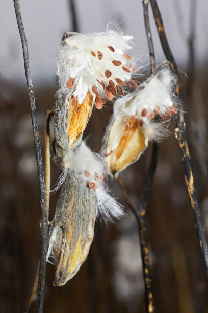 cultivando sementes de plantas de ervas daninhas - milkweed seed seedling pollination - fotografias e filmes do acervo