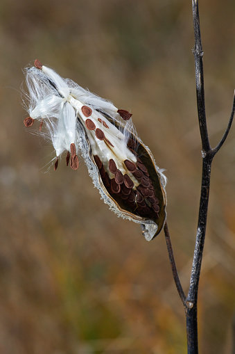 Fluffy wild-growing milkweed plant seeds.