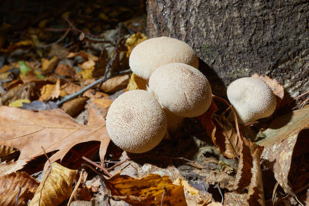 리코퍼돈 펄라툼, 일반적인 퍼벌으로 알려진, 야생 성장 버섯 - 일반 퍼프볼 뉴스 사진 이미지