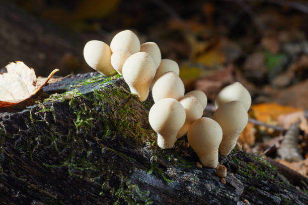 리코퍼돈 펄라툼, 일반적인 퍼벌으로 알려진, 야생 성장 버섯 - 일반 퍼프볼 뉴스 사진 이미지
