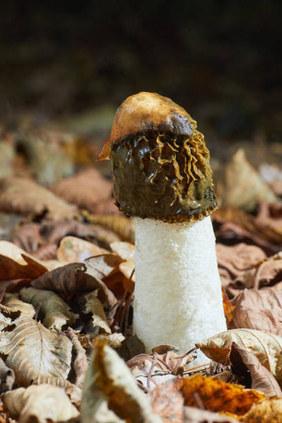 キノコ「一般的なスティンクホーン」または「ファルス・インプディカス」 - magic mushroom moss autumn outdoors ストックフォトと画像