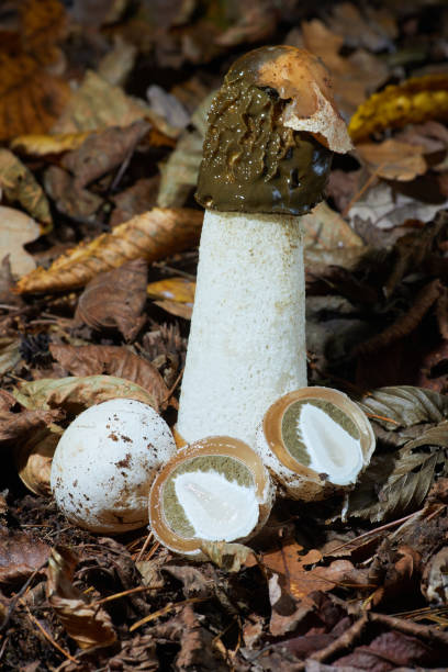 キノコ「一般的なスティンクホーン」または「ファルス・インプディカス」 - magic mushroom moss autumn outdoors ストックフォトと画像