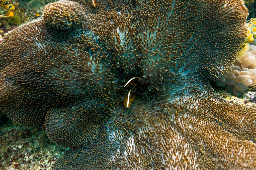 Clownfish sheltering in an anemone while snorkelling a coral reef