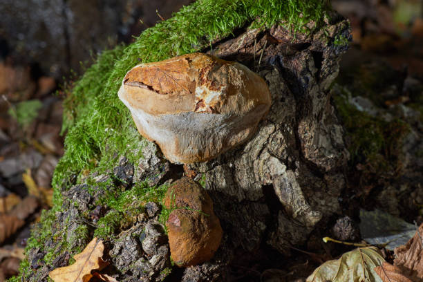 istock Young Chaga mushroom - Inonotus obliquus 1298857913