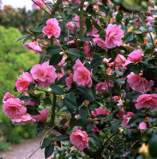 Photo of Camellia