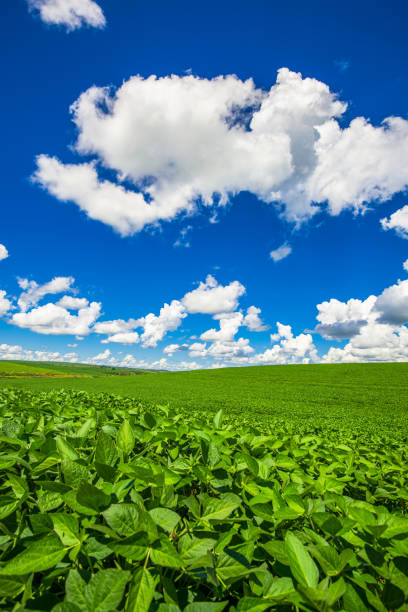 istock soy plantation. agriculture and development 1298858952