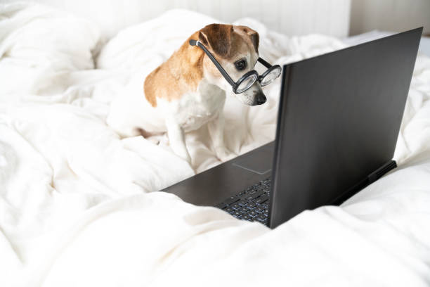 istock Smart nerd dog with glasses surprised looking to laptop computer screen. 1298859137