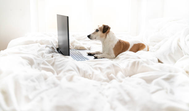 istock Dog from side profile lying on white bed at home looking to computer laptop black screen. 1298859606