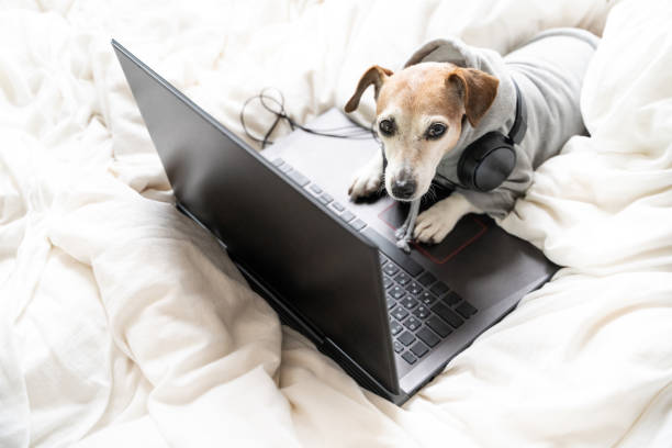 istock funny dog working with laptop computer looking to screen in white bed. 1298859659