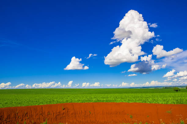 Fields with green wheat under a blue sky landscape background