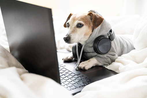 Tired Dog Computer Funny Dog Working With Laptop Computer Looking To Screen In White Bed ...