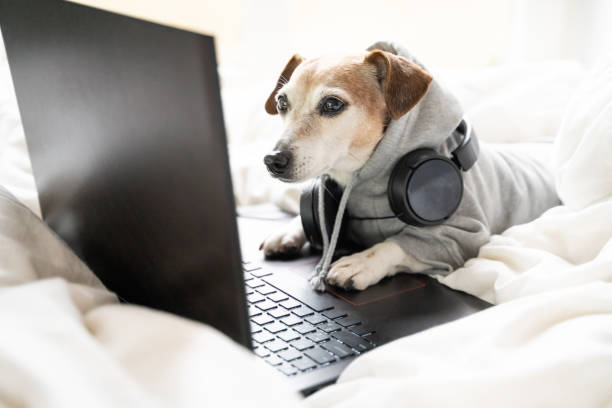 cão engraçado trabalhando com laptop computador olhando para a tela em cama branca - dog school audio - fotografias e filmes do acervo