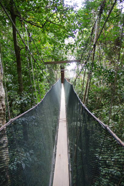 istock Kinabalu Park in Borneo island 1298860868
