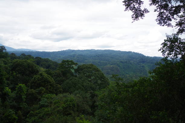 istock Kinabalu Park in Borneo island 1298860979