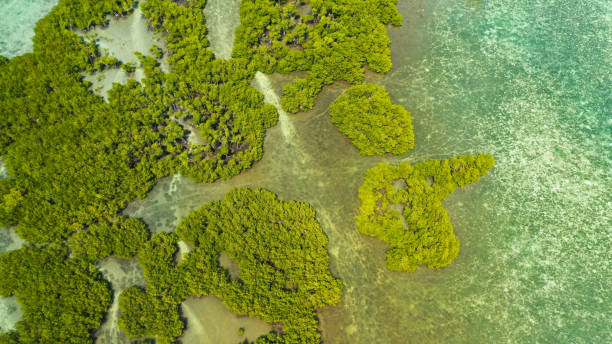 istock Green mangroves. Bohol, Philippines 1298861226