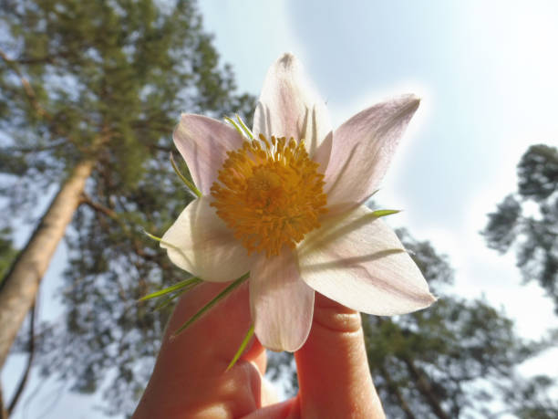 istock fingers hold a delicate flower of forest snowdrop 1298866422