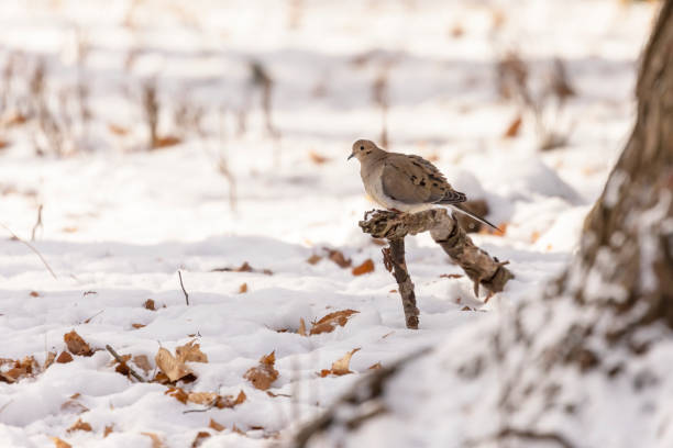 The mourning dove - Zenaida macroura in snowy forest Natural scene from Wisconsin state park zenaida dove stock pictures, royalty-free photos & images