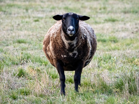 Horizontal landscape photo of a domesticated sheep in a grassy paddock in the countryside near Armidale NSW