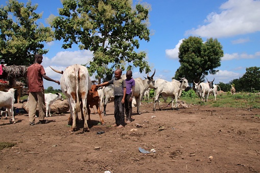 Atakpamé, Togo - June 29, 2019: Father of a Fulani tribe family teaches his sons how to treat a cattle, Atakpamé, Togo, West Africa. The Fulani live closely with their animals.