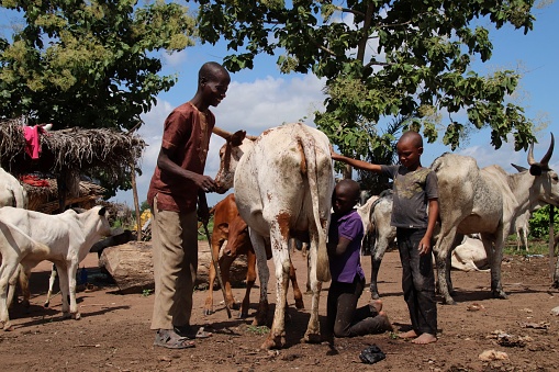 Atakpamé, Togo - June 29, 2019: Father of a Fulani tribe family teaches his sons how to treat a cattle, Atakpamé, Togo, West Africa. The Fulani live closely with their animals.