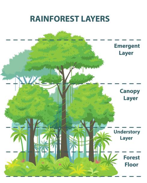 тропический лес слоев образовательный баннер или плакат - amazonia stock illustrations