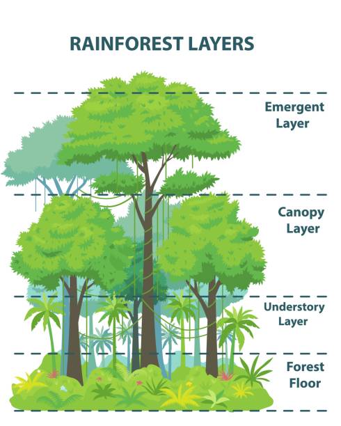 Rainforest layers educational banner or poster Rainforest layers educational banner or poster. Jungle vertical structure educational scheme. Emergent, canopy, understory and floor levels. Flat vector illustration amazonia stock illustrations