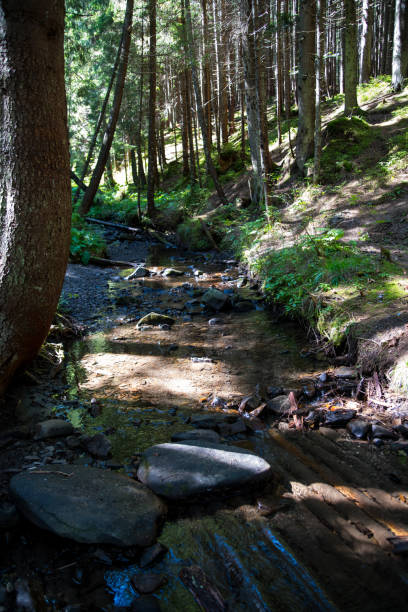 istock Mountain stream in the mountains with forest, mountain landscape, wallpaper, background, postcard 1298879020