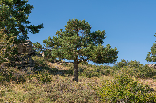 several pine trees in the Sierra Nevada mountain, there are grass and bushes, there are rocks and the sky is clear