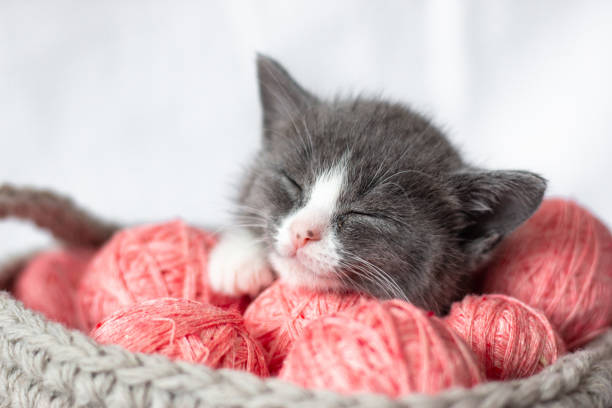 gattino grigio con palline rosa di filato su sfondo bianco. un gatto in un'atmosfera domestica. bel animale. - yarn ball foto e immagini stock