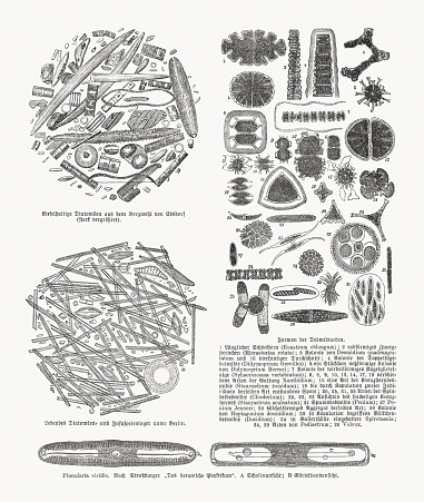 Diatoms belong to a large group called the heterokonts, which include both autotrophs such as golden algae and kelp; and heterotrophs such as water moulds. They are a major component of marine phytoplankton and are the main primary producers of organic matter, thus forming a substantial part of the base of the food pyramid. As oxygen-producing phototrophs they generate a large part of the oxygen in the earth's atmosphere. There are around 6000 species today. However, it is believed that there are up to 100,000 species in total. Diatoms are mainly found in the sea and in freshwater in planktonic or benthic form, or they are found on stones or aquatic plants (epiphytes). Some species need pure and hardly polluted water and for this reason are also indicator organisms for unpolluted waters. Other species, in turn, which are also referred to as agricultural guilds, are typical of bodies of water that are particularly polluted by agricultural inputs, e.g. by overfertilization. Explanations in German. Wood engravings, published in 1893.