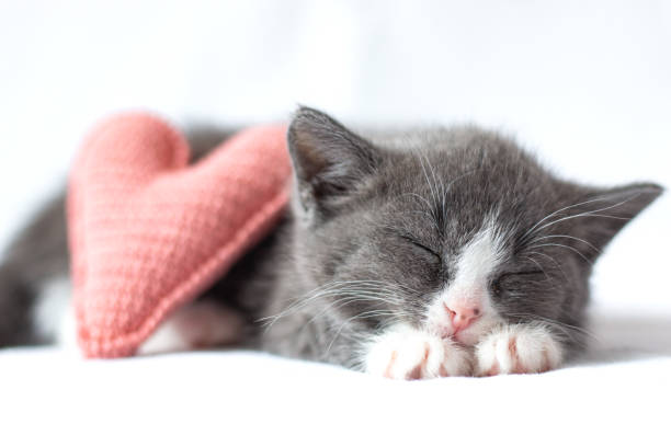 小さな灰色の子猫は、ニットハートの隣の白い毛布の上で眠ります。バレンタインデーとペットのコンセプト。 - all round ストックフォトと画像