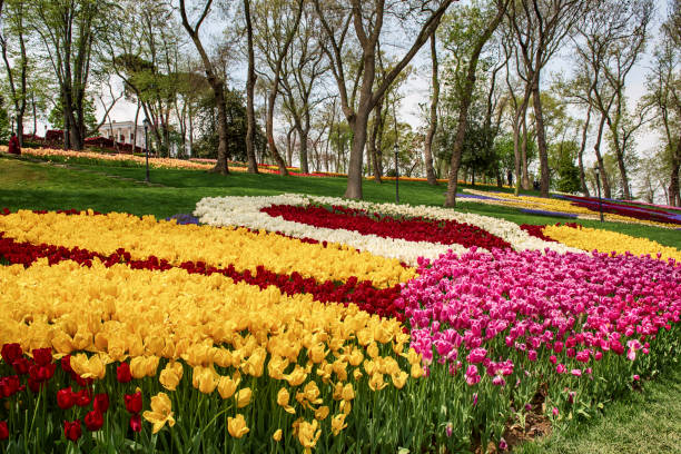 istock Colorful Tulips At Emirgan Park, Istanbul 1298880071