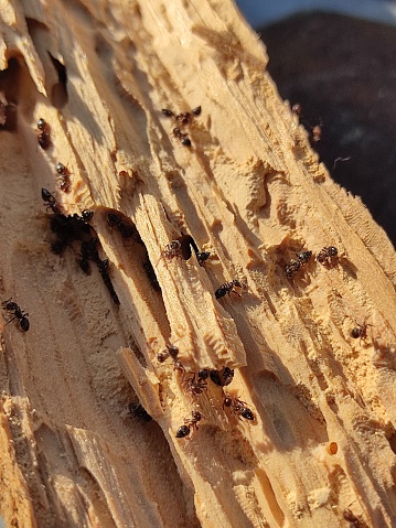 Carpenter Ants nest in a roof beam close up