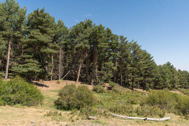 istock pine forest in Sierra Nevada 1298881378
