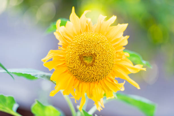 Summer sunflowers in flower field
