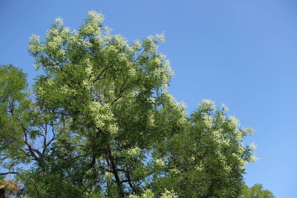 Numerous white flowers in the leafage of Sophora japonica tree against blue sky in August Numerous white flowers in the leafage of Sophora japonica tree against blue sky in August styphnolobium japonicum stock pictures, royalty-free photos & images