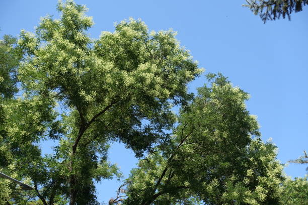 Unclouded sky and blossoming branches of Sophora japonica tree in July Unclouded sky and blossoming branches of Sophora japonica tree in July styphnolobium japonicum stock pictures, royalty-free photos & images