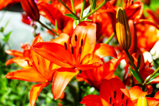 istock Beautiful orange lily in a blooming garden. 1298883197