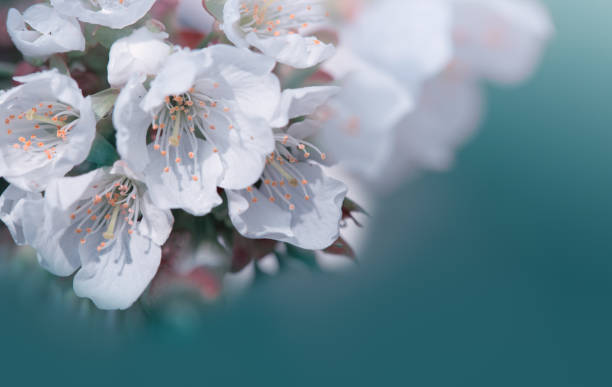istock Flowering cherry isolated on blue .Spring background. 1298883756