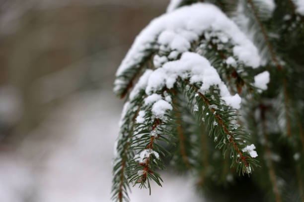 istock White snow lies on spruce branches in winter 1298884109