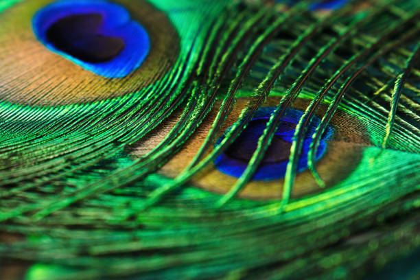 istock Creative background of colorful peacock feathers.Close-up,selective focus with shallow depth of field. 1298884150
