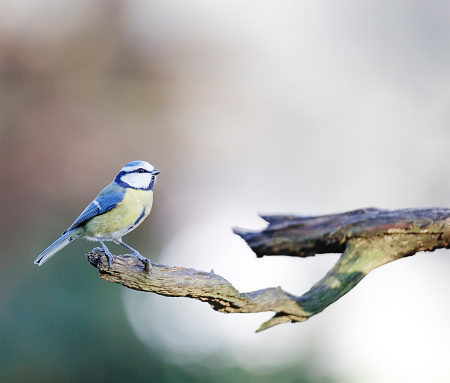 Great Tit on a tree branch