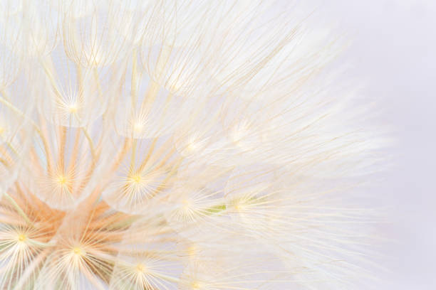 Dandelion isolated on white. Find more in Zocha`s green