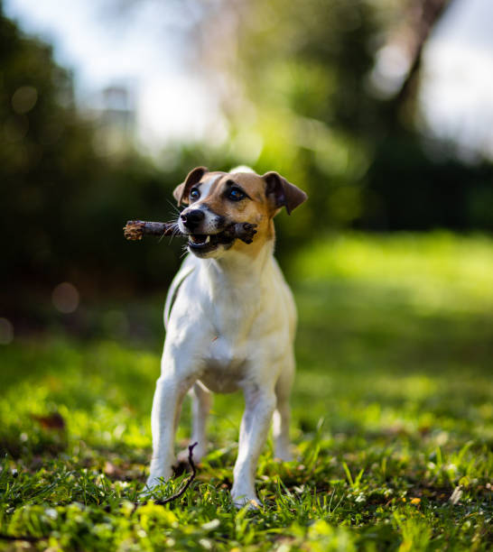 istock Small dog playing in the park / road / house 1298886379