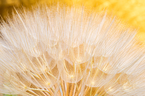 Close up of giant dandelion seed head, spring summer  abstract background.