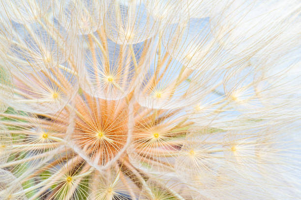 Close up of giant dandelion seed head, spring summer  abstract background.