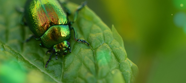 Green glitter beetle on branch - animal behavior.