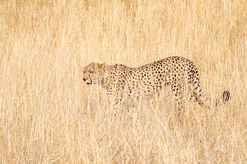 Female cheetah stalking in early morning light - Masai Mara, Kenya